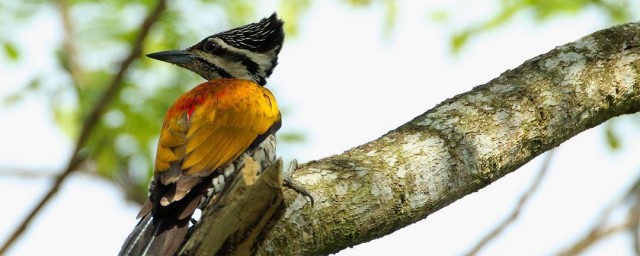 金背鳥養殖方法 金背鳥怎麼養殖