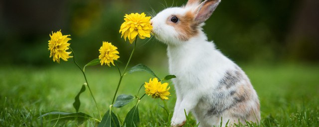 取長補短打一動物 取長補短指的什麼動物