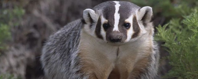 獾的克星是什麼 動物獾相關介紹