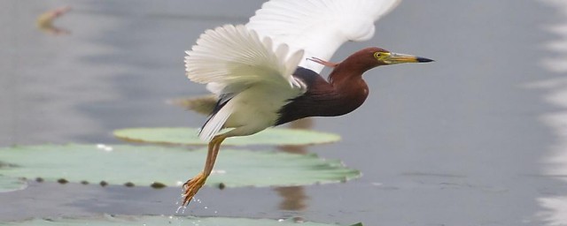 池鷺是保護動物嗎 池鷺是不是保護動物呢