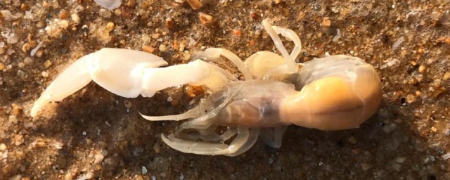 海邊怎麼判斷有皮皮蝦 海邊判斷有皮皮蝦的方法