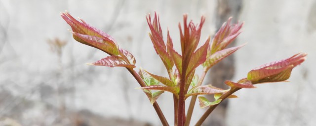 怎麼貯存香春芽 貯存香春芽的幾種方法