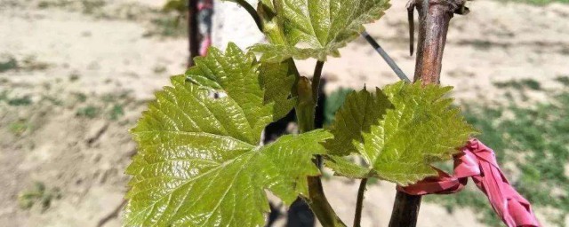 葡萄屬於纏繞藤本植物嗎 葡萄是不是纏繞藤本植物