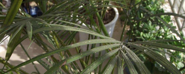 鳳尾竹發黃發枯怎麼辦 鳳尾竹發黃發枯解決方法