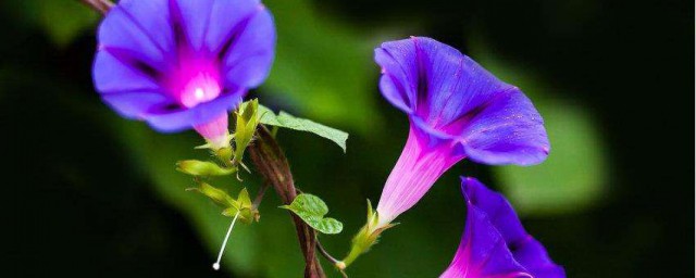 牽牛花花語是什麼 有關牽牛花的寓意