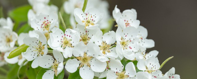 梨花的花語及象征意義 梨花的花語及象征簡介