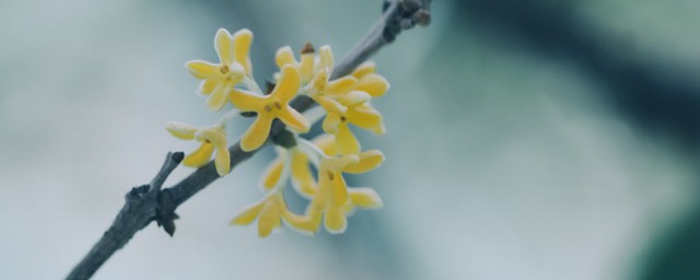 盆栽桂花怎麼養才長得好 桂花盆栽如何養