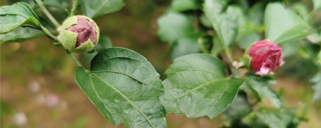 木槿怎麼養殖方法 養殖木槿花教程