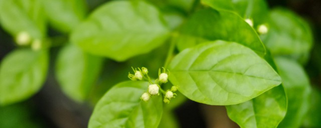 茉莉花怎麼養才長得好 如何養護茉莉花