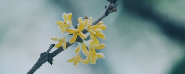 盆栽桂花怎麼養 如何養殖盆栽桂花呢