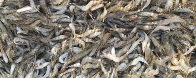 小河蝦的養殖方法 小河蝦如何養殖