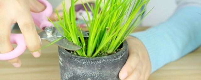 蒲草的養殖方法 蒲草如何養殖