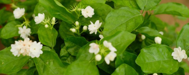 茉莉花怎麼養才茂盛 茉莉花如何養護