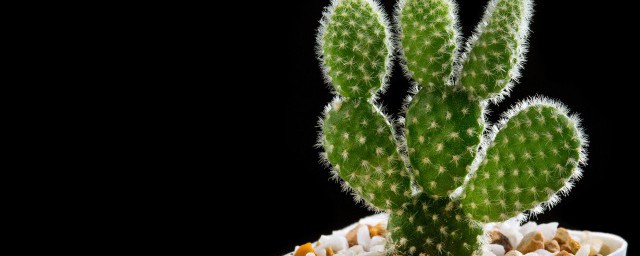 仙人掌類的植物怎麼養 仙人掌類的植物如何養