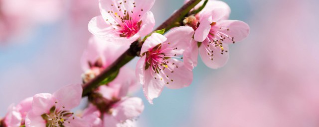 柳桃花怎麼養才長得好 柳桃花養護方法介紹