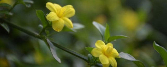 迎春怎麼養殖方法 養殖迎春花的竅門