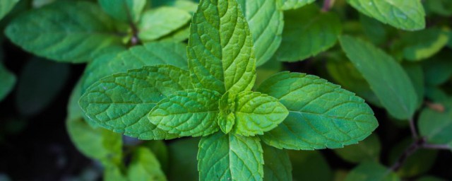 薄荷迷迭香怎麼養才長得好 薄荷迷迭香的養殖方法