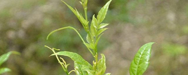 莓茶怎麼沖泡 莓茶沖泡方法