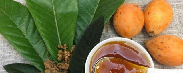 食用枇杷葉的註意事項 食用枇杷葉註意如下情況