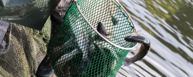 青魚怎麼養殖 青魚養殖方法介紹