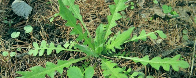 如何清洗薺菜 怎麼洗薺菜