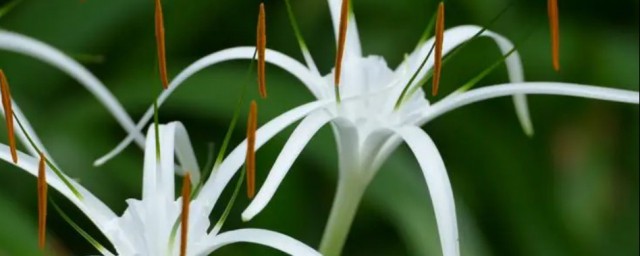 水鬼蕉花語 水鬼蕉花語介紹