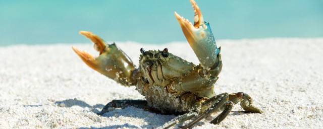 三眼蟹死瞭還能吃嗎 三眼蟹死瞭會怎麼樣