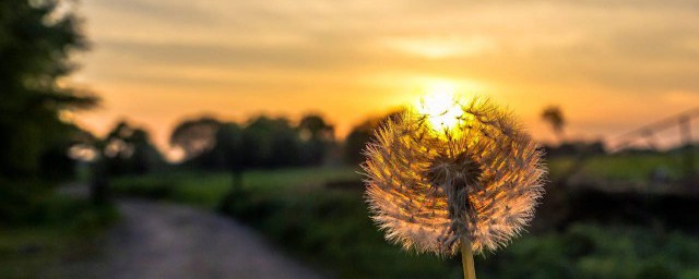 紅色蒲公英的花語 蒲公英的花語你知道嗎