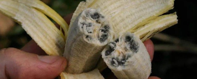 香蕉裡面的黑籽是什麼 香蕉裡面的黑籽是啥