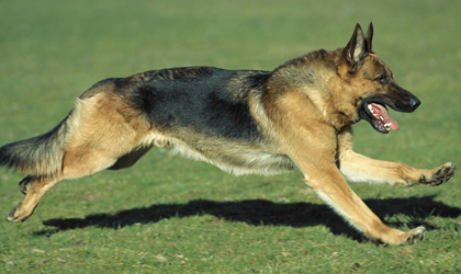 德國牧羊犬、德牧、狼狗、黑背、黑貝、德牧、德國牧羊犬