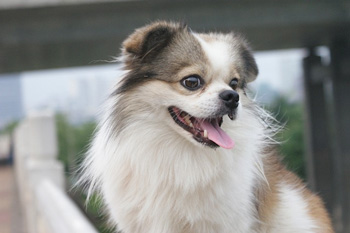 北京犬、Pekingese、北京犬