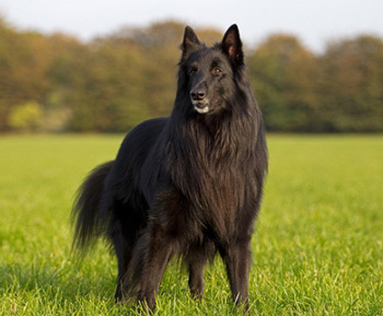 西帕基犬、Schipperke、西帕基犬