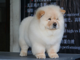 松獅犬、松獅、松獅犬