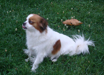 西藏獵犬、Tibetan Spaniel、西藏獵犬