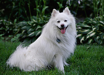 美國愛斯基摩犬、American Eskimo Dog、愛斯基摩犬