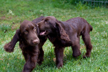 田野小獵犬、Field Spaniel、田野小獵犬