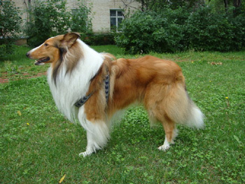 粗毛柯利犬、Rough Collie、粗毛柯利犬