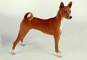 巴仙吉犬、Basenji、巴仙吉犬