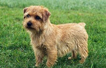 諾福克梗、Norfolk Terrier、諾福克梗