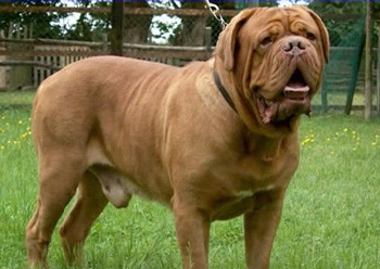 波爾多犬、Dogue de Bordeaux、波爾多犬