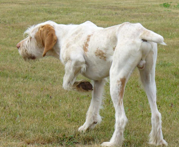 史畢諾犬、Spinone Italiano、史畢諾犬