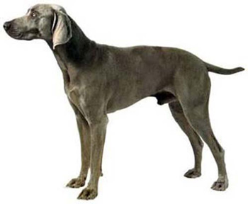 威瑪犬、Weimaraner、威瑪犬