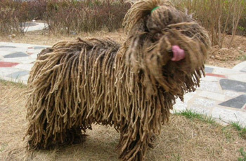 波利犬、HungarianPuli、波利犬