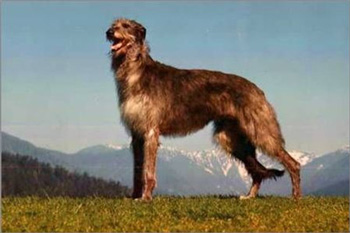 蘇格蘭獵鹿犬、ScottishDeerhound、蘇格蘭獵鹿犬