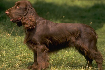 美國水獵犬、愛爾蘭水獵犬、美國水獵犬