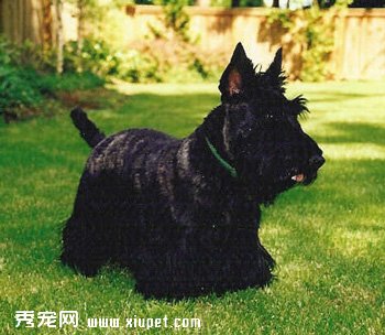 蘇格蘭梗、Scottish Terrier、蘇格蘭梗