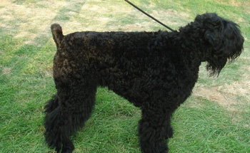 黑俄羅斯梗、Black Russian Terrier、黑俄羅斯梗