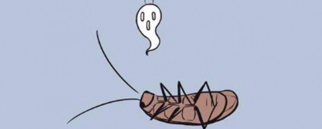 蟑螂是怎麼進入傢中的 蟑螂進入傢中的原因