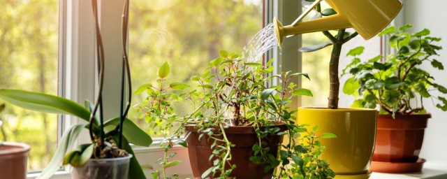 辦公植物中什麼植物對風水好 桌子上什麼植物比較好