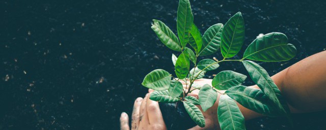 臥室適合什麼植物 臥室適合的植物有什麼